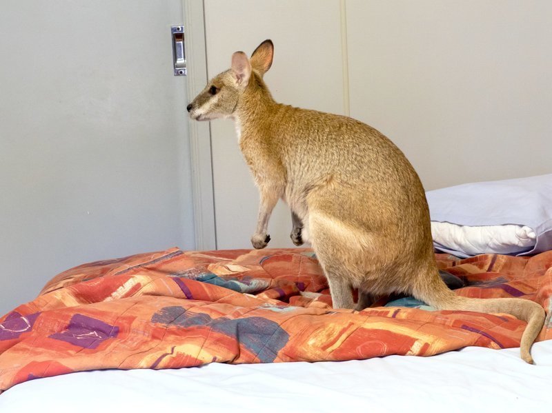 Женщина заселилась в отель Австралии, но на кровати ее уже ждал местный житель - валлаби