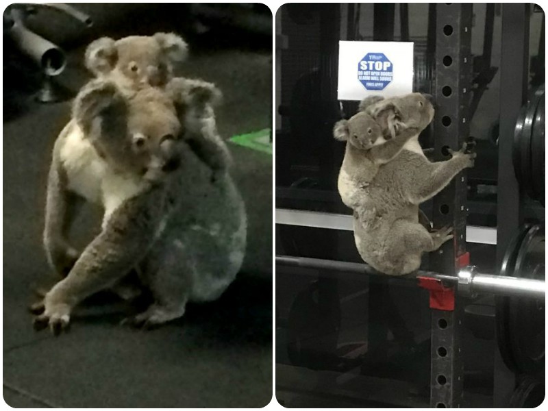 Только в Австралии: коалу с детенышем не могли выгнать из тренажерного зала