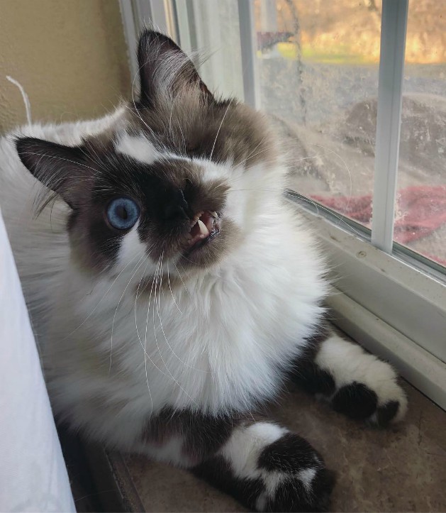 Одноглазый кот с кривым ртом вырос в настоящего красавца