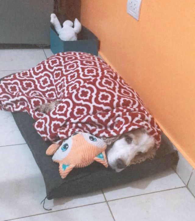 Этот пес не может спать, пока его не завернут в любимое одеялко