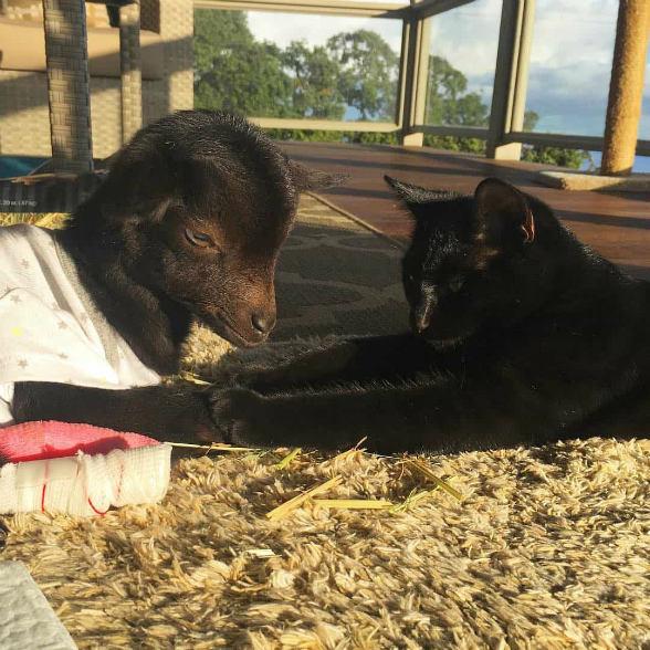 Козочка с больными копытцами научилась ходить благодаря новому другу - черному коту