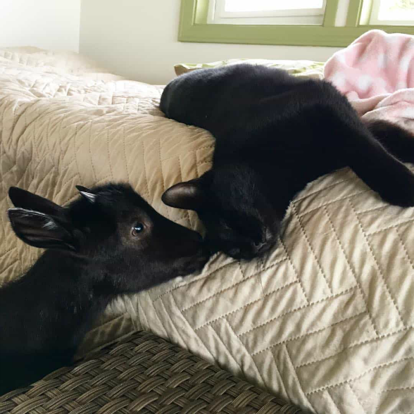 Козочка с больными копытцами научилась ходить благодаря новому другу - черному коту