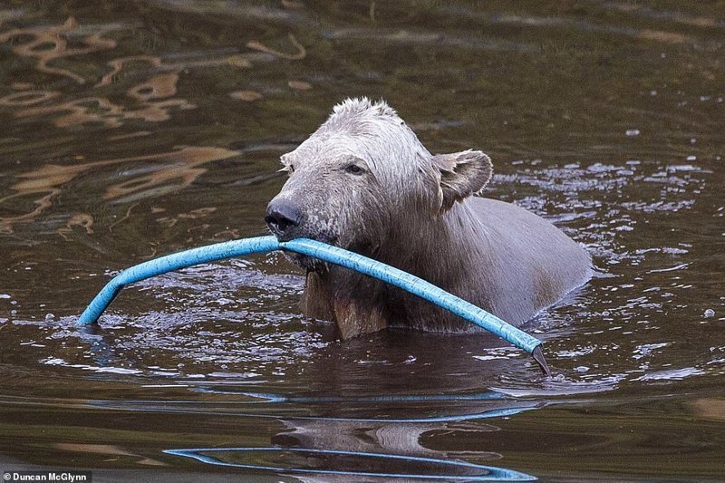 Единственный белый медвежонок, родившийся за 25 лет в Великобритании, развлекается, как может 