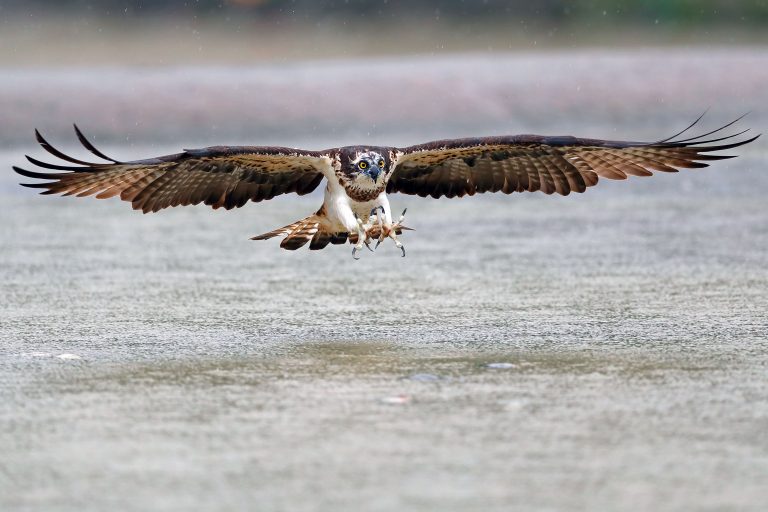 Захватывающие кадры из дикой природы: хищная птица вышла на охоту
