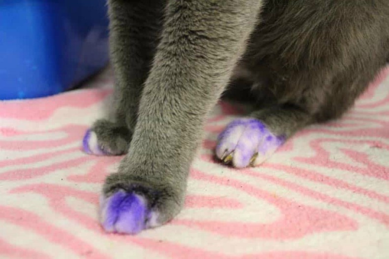 Кот с фиолетовыми лапами чудом сбежал из настоящего ада