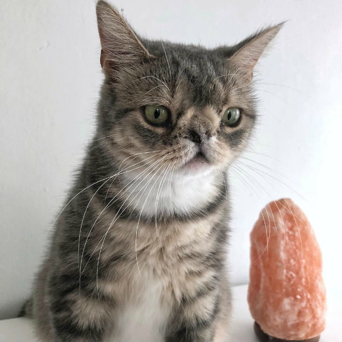 Lisa Ancarrow-Maltby and her husband Brian accidentally noticed a cat with an unusual appearance, wandering in an alley near their home in Virginia, USA.