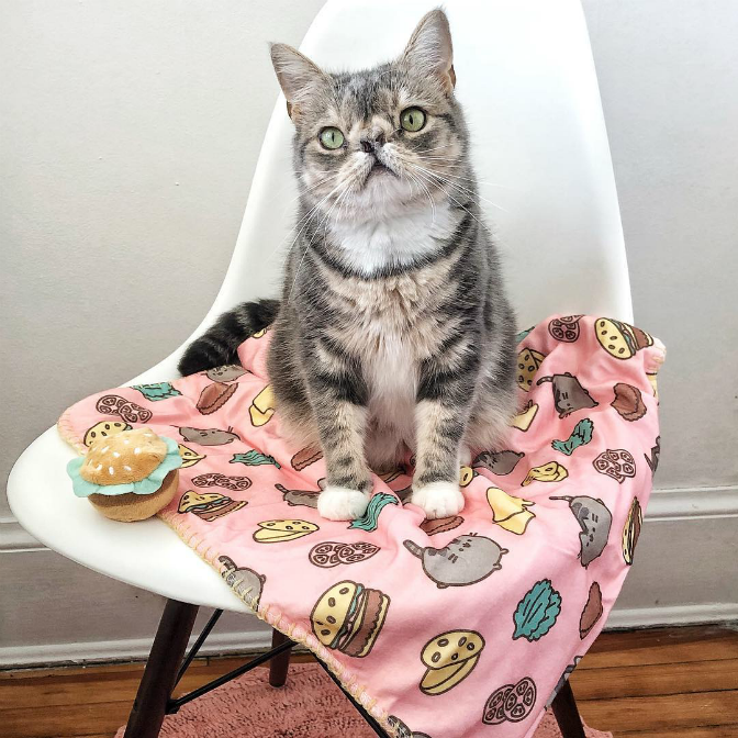 The hostess often arranges themed photo shoots for Smushi.  In her new home, this kitty is bathed in the love and attention she truly deserves!
