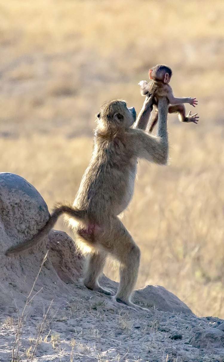 В дикой природе обезьяна воспроизвела сцену из мультфильма "Король Лев"