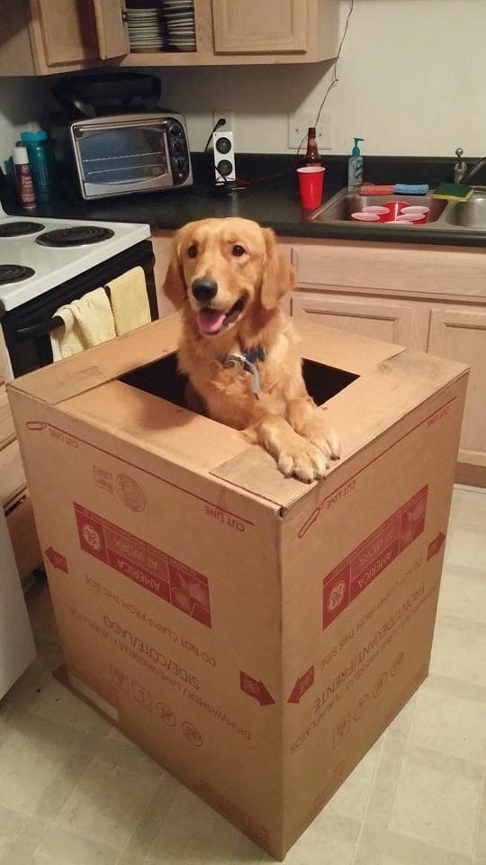 Наш пес обожает коробки, как коты