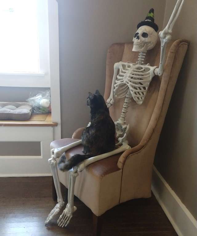 Женщина купила скелет для Хэллоуина, но у кошки на него были свои планы 