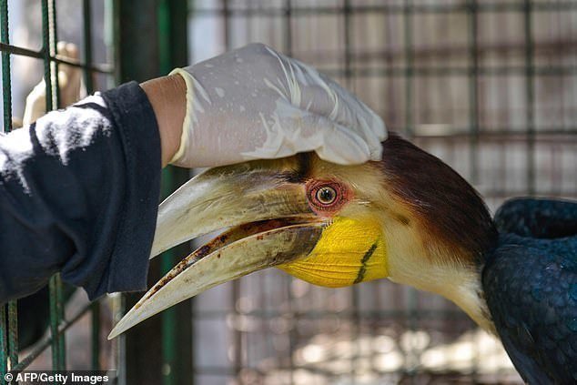 Редкая экзотическая птица заболела и потеряла клюв
