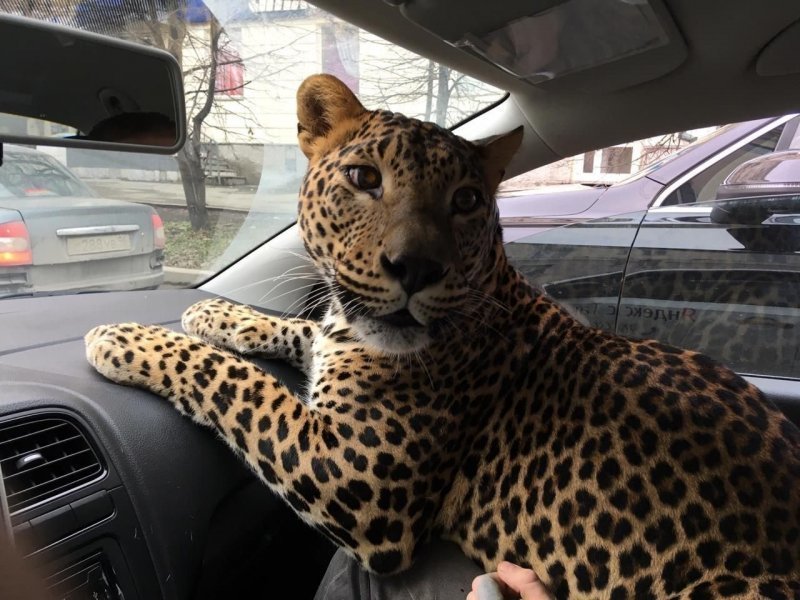 Мужчина прокатился с леопардом на руках по Екатеринбургу