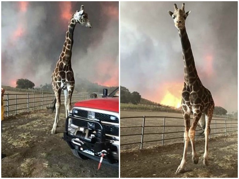 Из пожаров в Калифорнии спасают тысячи искалеченных животных