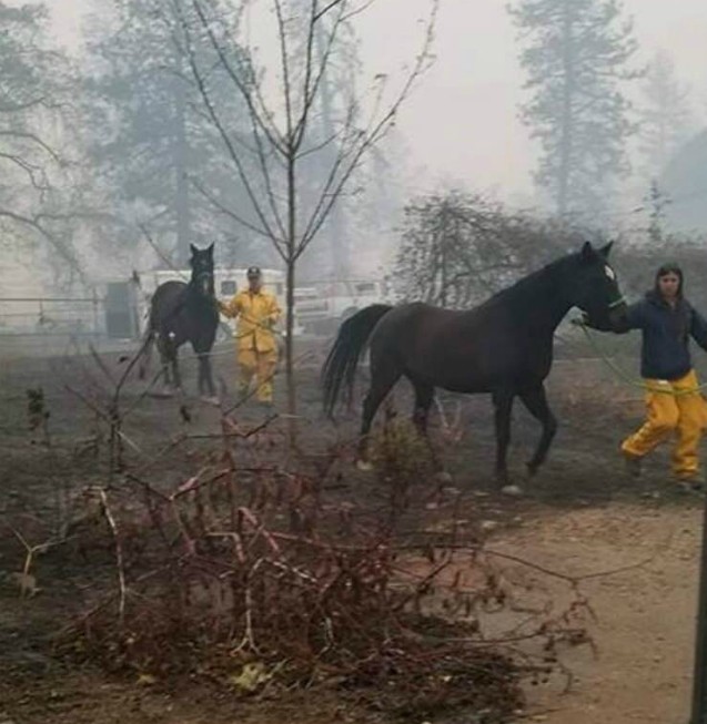 Из пожаров в Калифорнии спасают тысячи искалеченных животных