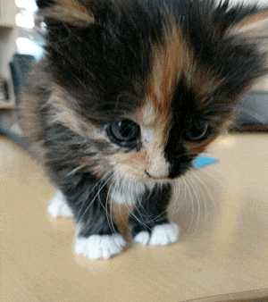 Женщина взяла из приюта котенка, который нуждался в круглосуточном уходе