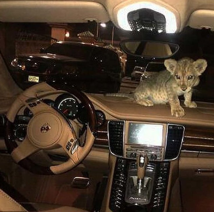 В lamborghini обнаружили брошенного львёнка по имени Путин