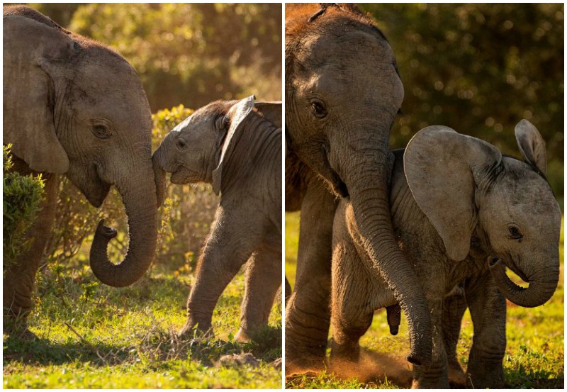 Слоненок мило уговаривает старшего брата поиграть с ним