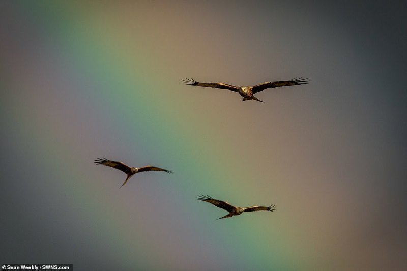 Удивительные кадры: птицы на радуге 