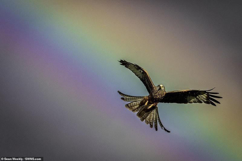 Удивительные кадры: птицы на радуге 