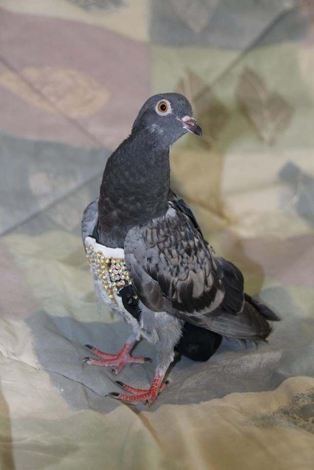 Спасатели нашли потерявшегося голубя в жилете из страз 