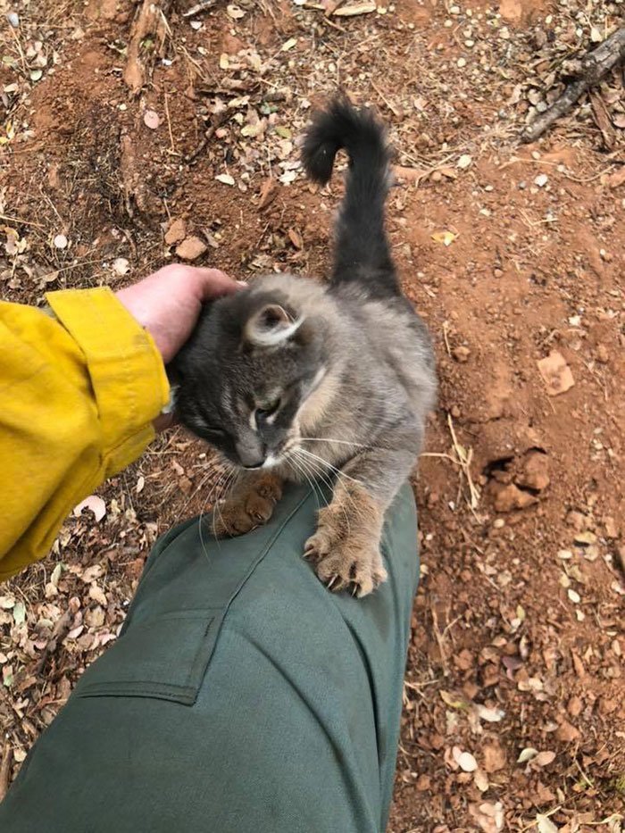 Мужчина вытащил кота из лесного пожара, и тот не перестает благодарить спасителя