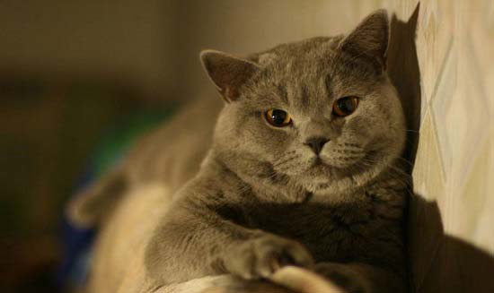 Согласно последним данным, самая популярная порода кошек в России - шотландская.