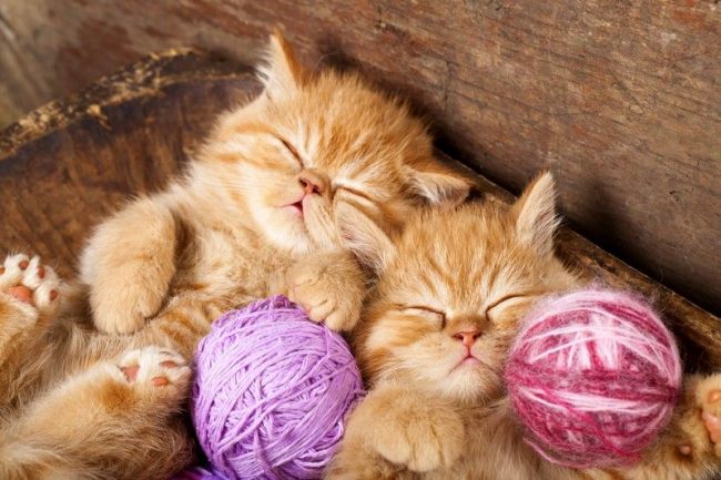 У кошек, так же, как у людей, гормон роста выделяется только во время сна. Поэтому котята спят так много и долго.