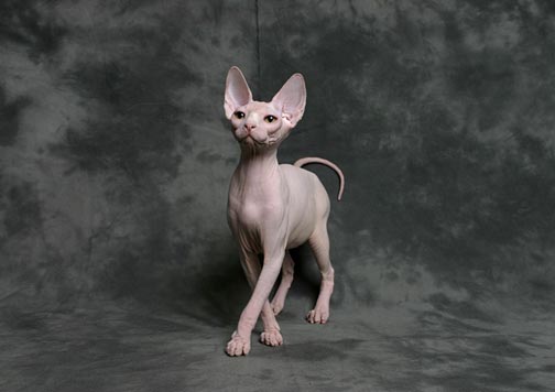 Канал Animal Planet провел исследование, чтобы выявить самую умную породу кошек. Ею оказался сфинкс.