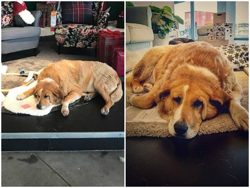 В магазин IKEA впервые пустили бездомных собак 