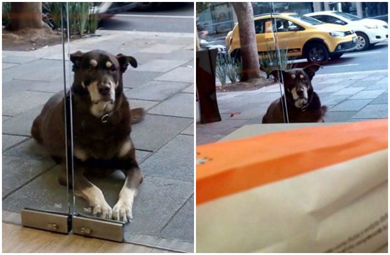 Хитрый пес придумал уловку, чтобы выпрашивать у незнакомцев пиццу