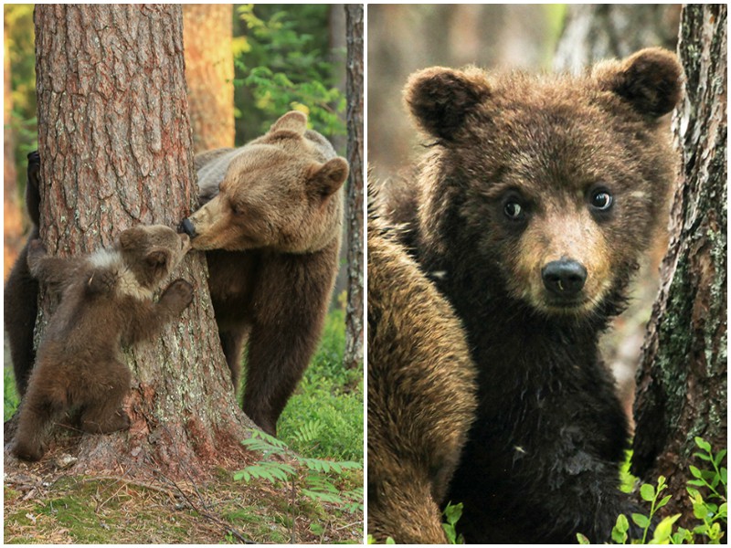 Нежный поцелуй мамы-медведицы попал в объектив фотографа