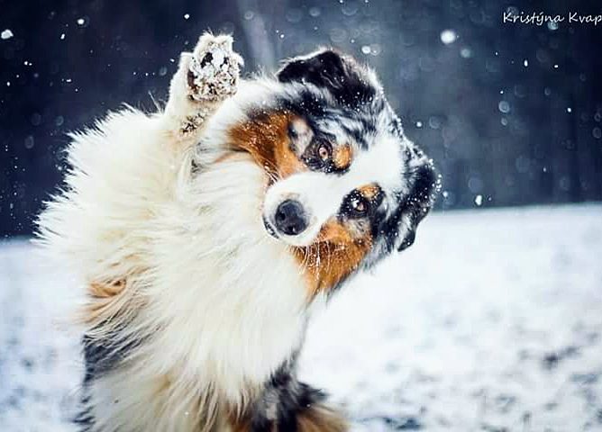 Фотограф делает невероятно пронзительные фото собак