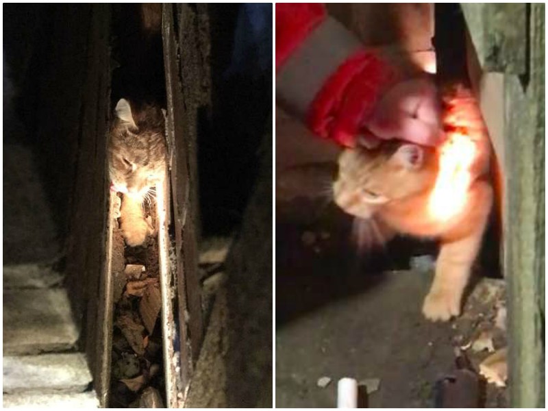 Несчастный кот истошно мяукал, застряв в щели между двумя домами