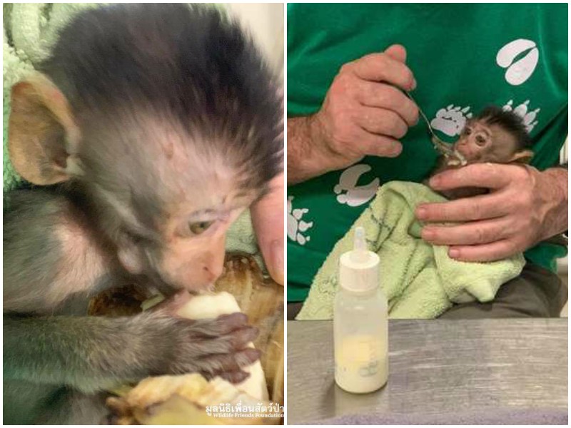 Тайские ветеринары спасли маленького обезьяна, который отравился алкоголем 