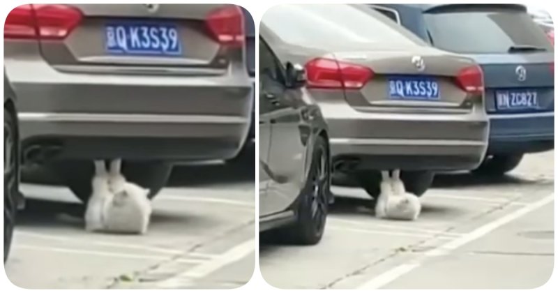 Котик-спортсмен качает пресс на парковке