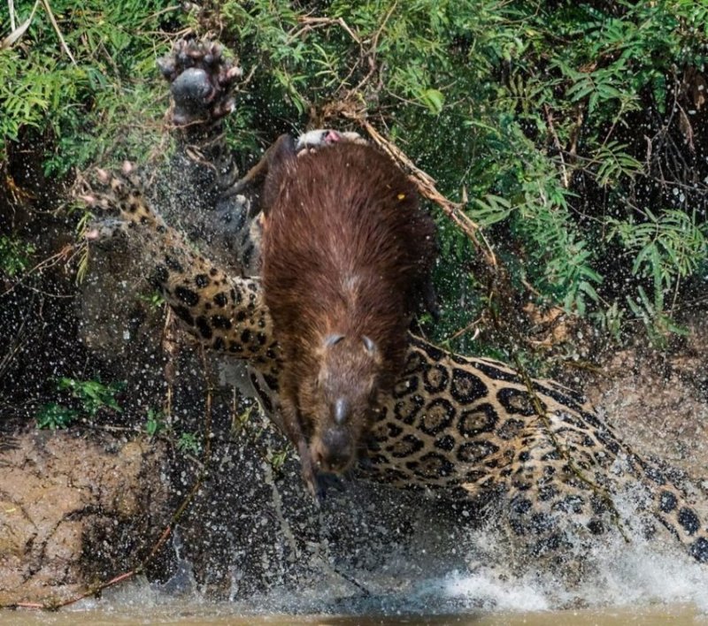 Охота ягуара на капибару обернулась полным провалом хищника