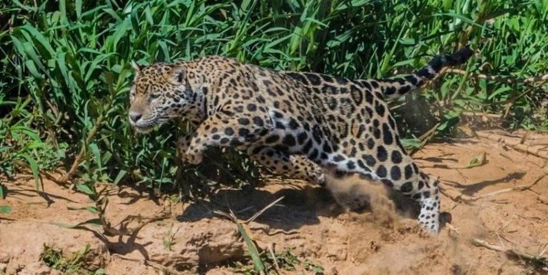 Охота ягуара на капибару обернулась полным провалом хищника