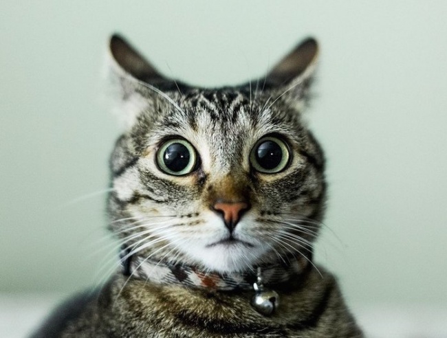 Когда кот сказал: "Мяу", и хозяин мякнул в ответ кошка, удивленный кот, фото, юмор