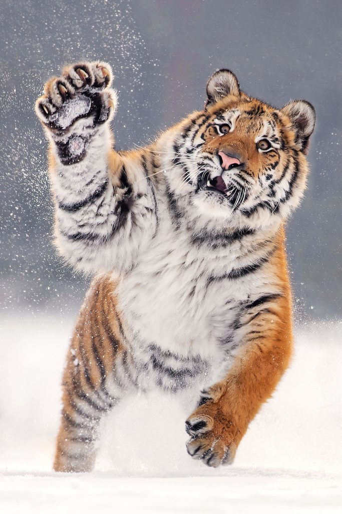 Удивительные снимки большой кошки: эмоциональный тигр играет со снегом