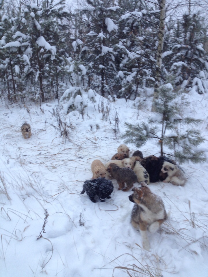 Мужчина нашел в лесу 20 беззащитных щенков, которых выбросили в метель