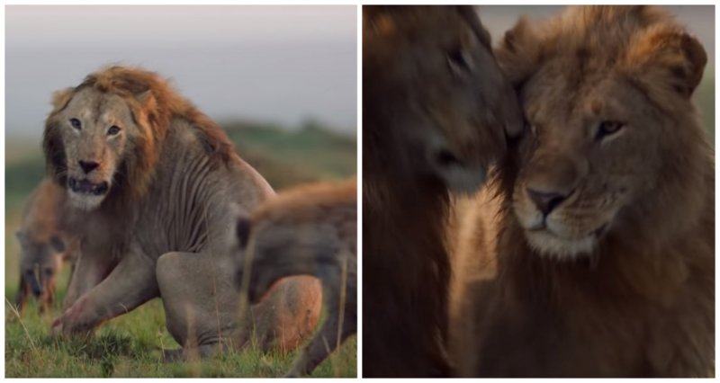 Лев спас своего друга от целой стаи гиен