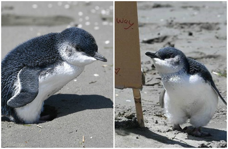 Люди заметили одинокого пингвиненка на пляже, и помогли ему милой табличкой
