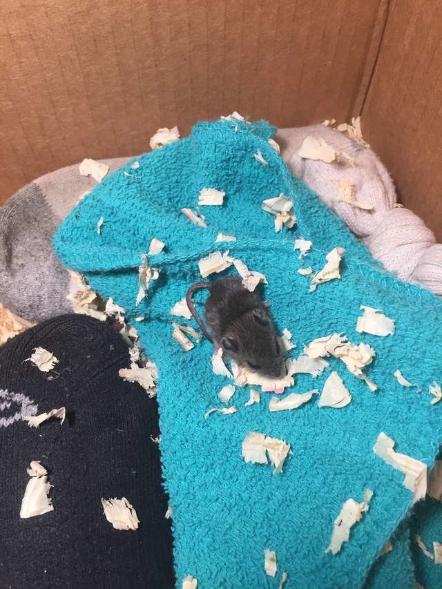 Девушка спасла новорождённого мышонка, которого собирались выбросить