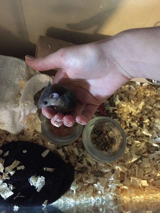 Девушка спасла новорождённого мышонка, которого собирались выбросить