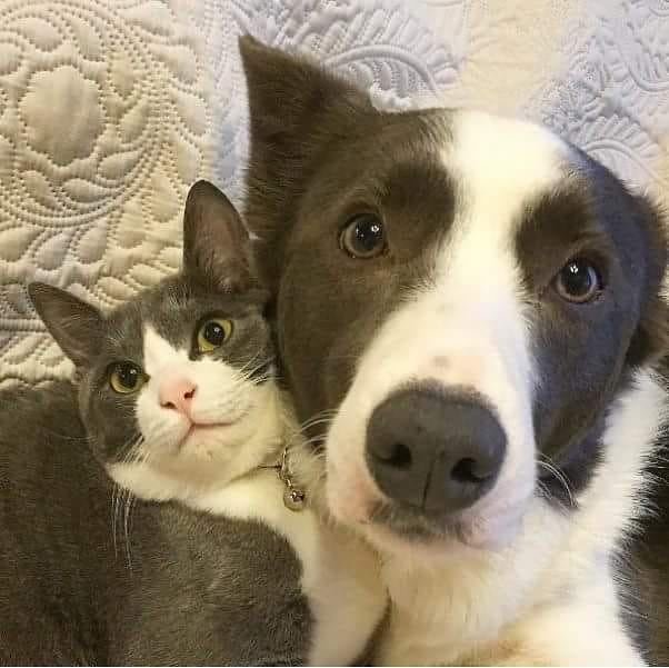 Коты и собаки, которые прекрасно уживаются вместе