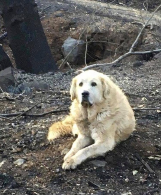 Почти месяц пёс не покидал свой сгоревший дом в ожидании хозяев