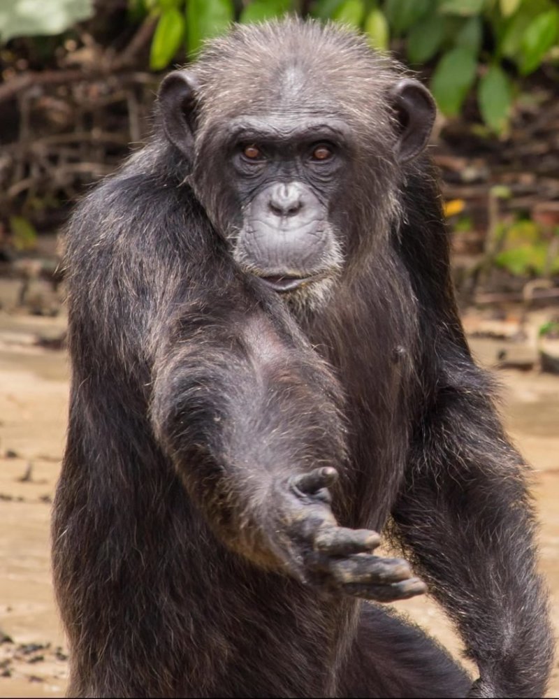 Учёные на протяжении 40 лет пытаются искупить свою вину перед стаей шимпанзе