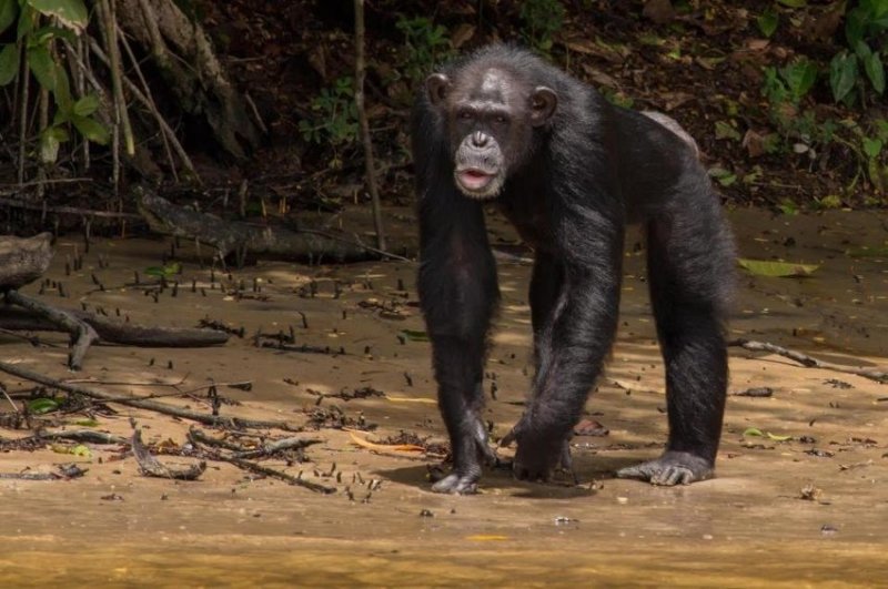 Учёные на протяжении 40 лет пытаются искупить свою вину перед стаей шимпанзе