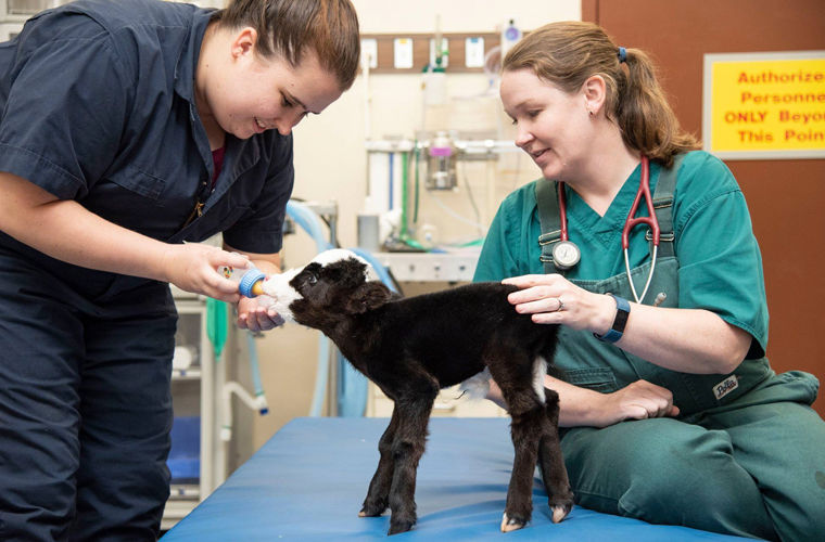 Впервые в мире родился кроха-бычок, размером с кошку
