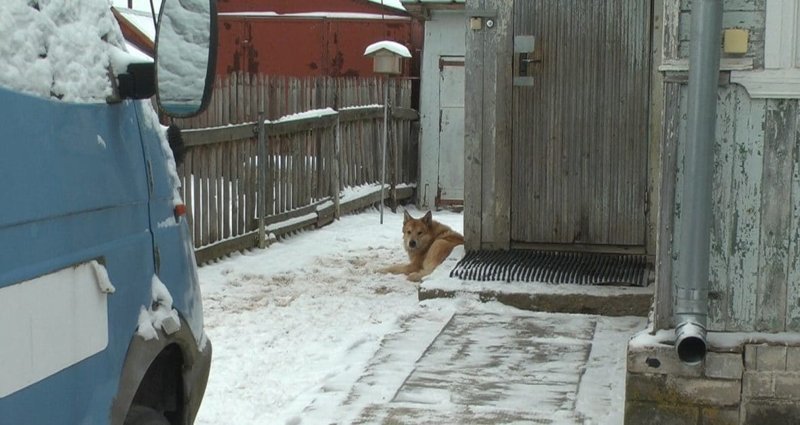 Местные жители в течение 13 лет видели одну и ту же собаку на перекрестке, но она пропала